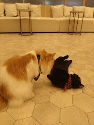 猫カフェモカ イオンモール幕張新都心店に投稿された画像(2025/12/3)