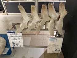 太地町立くじらの博物館に投稿された画像(2025/12/3)