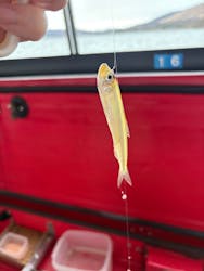 SHUSUIYAに投稿された画像(2025/12/4)