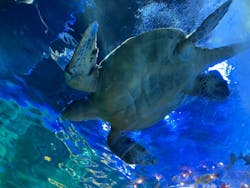 しながわ水族館に投稿された画像(2025/12/4)