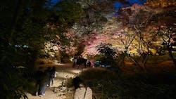 六義園に投稿された画像(2025/12/4)