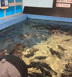竹島水族館に投稿された画像(2025/12/4)