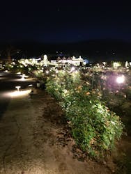 いばらきフラワーパークに投稿された画像(2025/12/5)