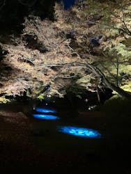 六義園に投稿された画像(2025/12/6)