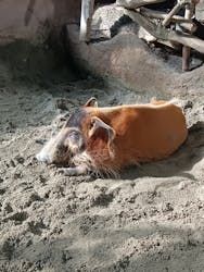 那須どうぶつ王国に投稿された画像(2025/12/6)