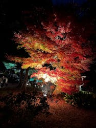 国営昭和記念公園 秋の夜散歩に投稿された画像(2025/12/6)