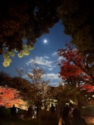 国営昭和記念公園 秋の夜散歩に投稿された画像(2025/12/6)