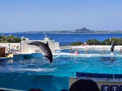 沖縄美ら海水族館に投稿された画像(2025/12/6)