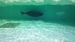 滋賀県立琵琶湖博物館に投稿された画像(2025/12/6)