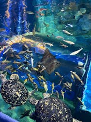 しながわ水族館に投稿された画像(2025/12/6)