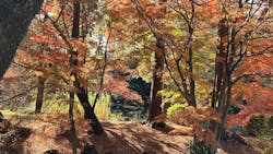 新宿御苑に投稿された画像(2025/12/6)