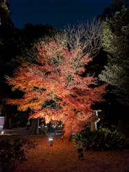 六義園に投稿された画像(2025/12/6)