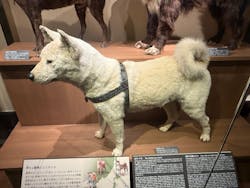 国立科学博物館に投稿された画像(2025/12/7)