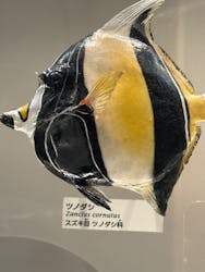 国立科学博物館に投稿された画像(2025/12/7)