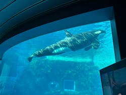 名古屋港水族館に投稿された画像(2025/12/7)