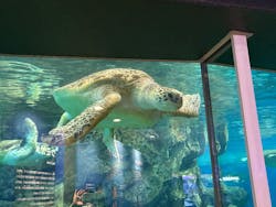 名古屋港水族館に投稿された画像(2025/12/7)