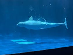 島根県立 しまね海洋館に投稿された画像(2025/12/7)