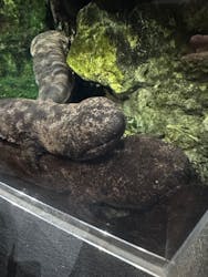 京都水族館に投稿された画像(2025/12/7)