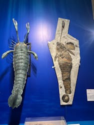 特別展「大絶滅展―生命史のビッグファイブ」に投稿された画像(2025/12/7)