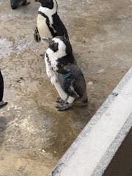 霞ケ浦 どうぶつとみんなのいえに投稿された画像(2025/12/7)