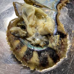 三重県真珠に投稿された画像(2025/12/7)