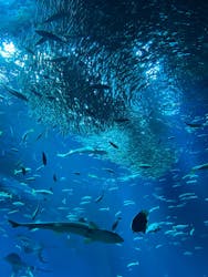アクアワールド茨城県大洗水族館に投稿された画像(2025/12/7)