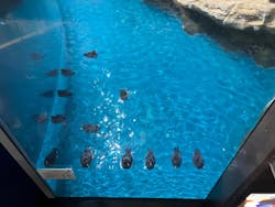 アクアワールド茨城県大洗水族館に投稿された画像(2025/12/7)