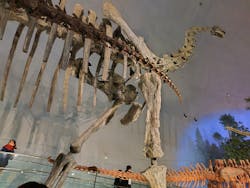 福井県立恐竜博物館に投稿された画像(2025/12/7)