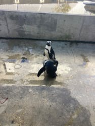 霞ケ浦 どうぶつとみんなのいえに投稿された画像(2025/12/7)