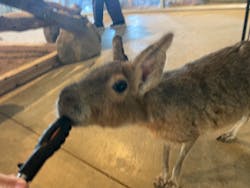 霞ケ浦 どうぶつとみんなのいえに投稿された画像(2025/12/7)