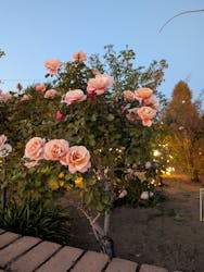 ひらかたパークに投稿された画像(2025/12/7)