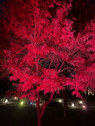 NAKED meets 二条城 2025 観月に投稿された画像(2025/12/7)