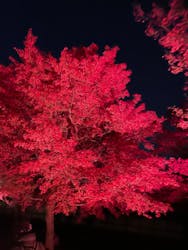 NAKED meets 二条城 2025 観月に投稿された画像(2025/12/7)