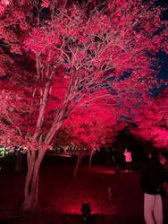 NAKED meets 二条城 2025 観月に投稿された画像(2025/12/7)