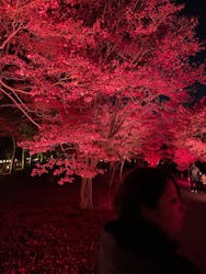 NAKED meets 二条城 2025 観月に投稿された画像(2025/12/7)