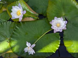 熱川バナナワニ園に投稿された画像(2025/12/7)