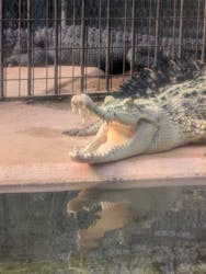 熱川バナナワニ園に投稿された画像(2025/12/7)