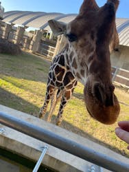 霞ケ浦 どうぶつとみんなのいえに投稿された画像(2025/12/8)