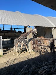 霞ケ浦 どうぶつとみんなのいえに投稿された画像(2025/12/8)