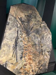 特別展「大絶滅展―生命史のビッグファイブ」に投稿された画像(2025/12/8)