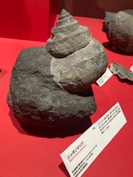 特別展「大絶滅展―生命史のビッグファイブ」に投稿された画像(2025/12/8)