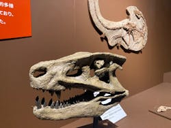 特別展「大絶滅展―生命史のビッグファイブ」に投稿された画像(2025/12/8)