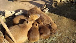 伊豆アニマルキングダムに投稿された画像(2025/12/8)