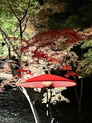 六義園に投稿された画像(2025/12/8)