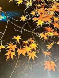 六義園に投稿された画像(2025/12/8)