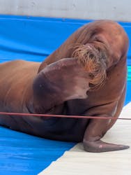 大分マリーンパレス水族館 「うみたまご」に投稿された画像(2025/12/8)