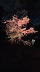 六義園に投稿された画像(2025/12/8)