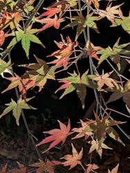 六義園に投稿された画像(2025/12/9)