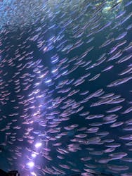 名古屋港水族館に投稿された画像(2025/12/10)