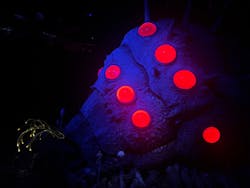 金曜ロードショーとジブリ展(静岡展)に投稿された画像(2025/12/10)